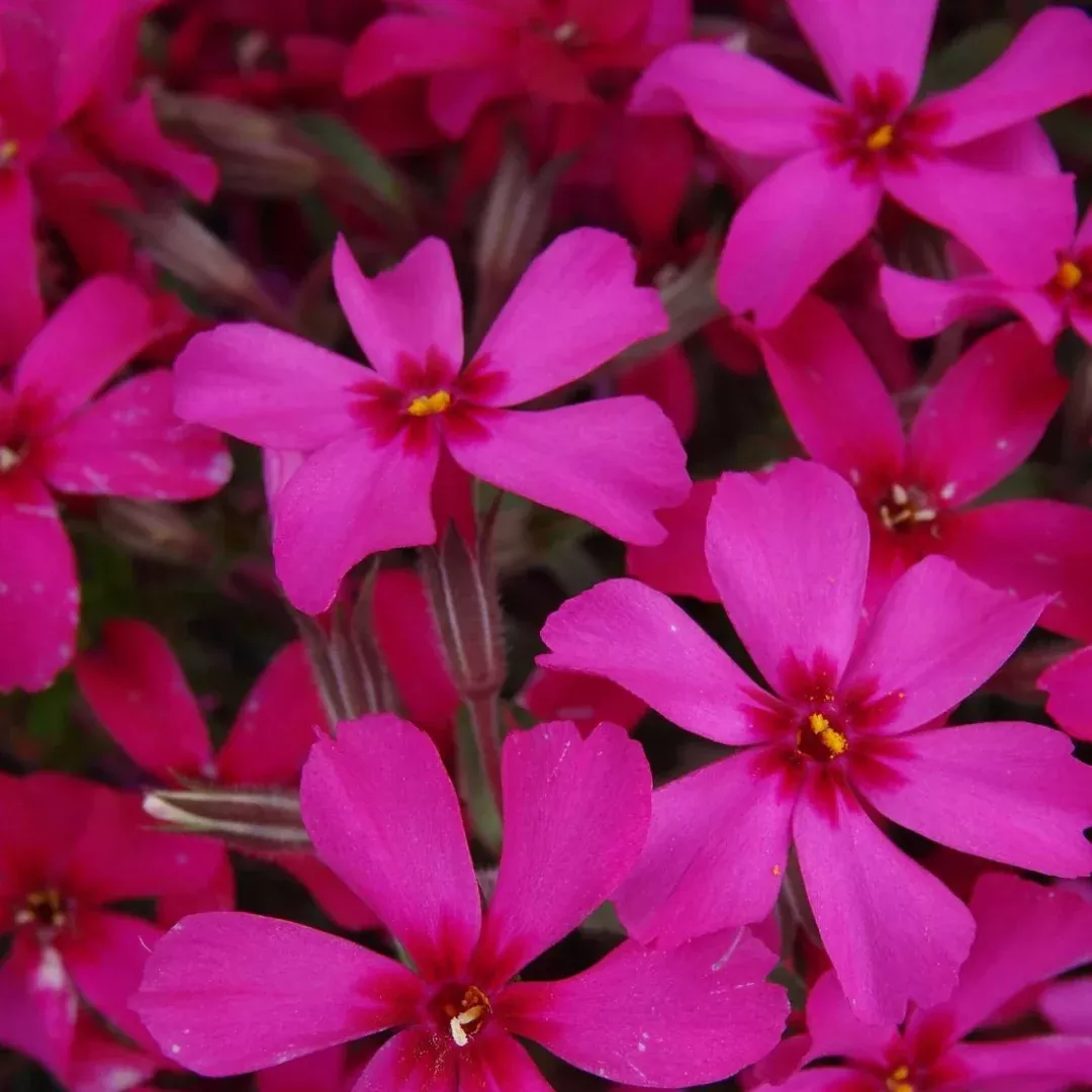 Phlox Subulata 'Scarlet Flame' - [EG]