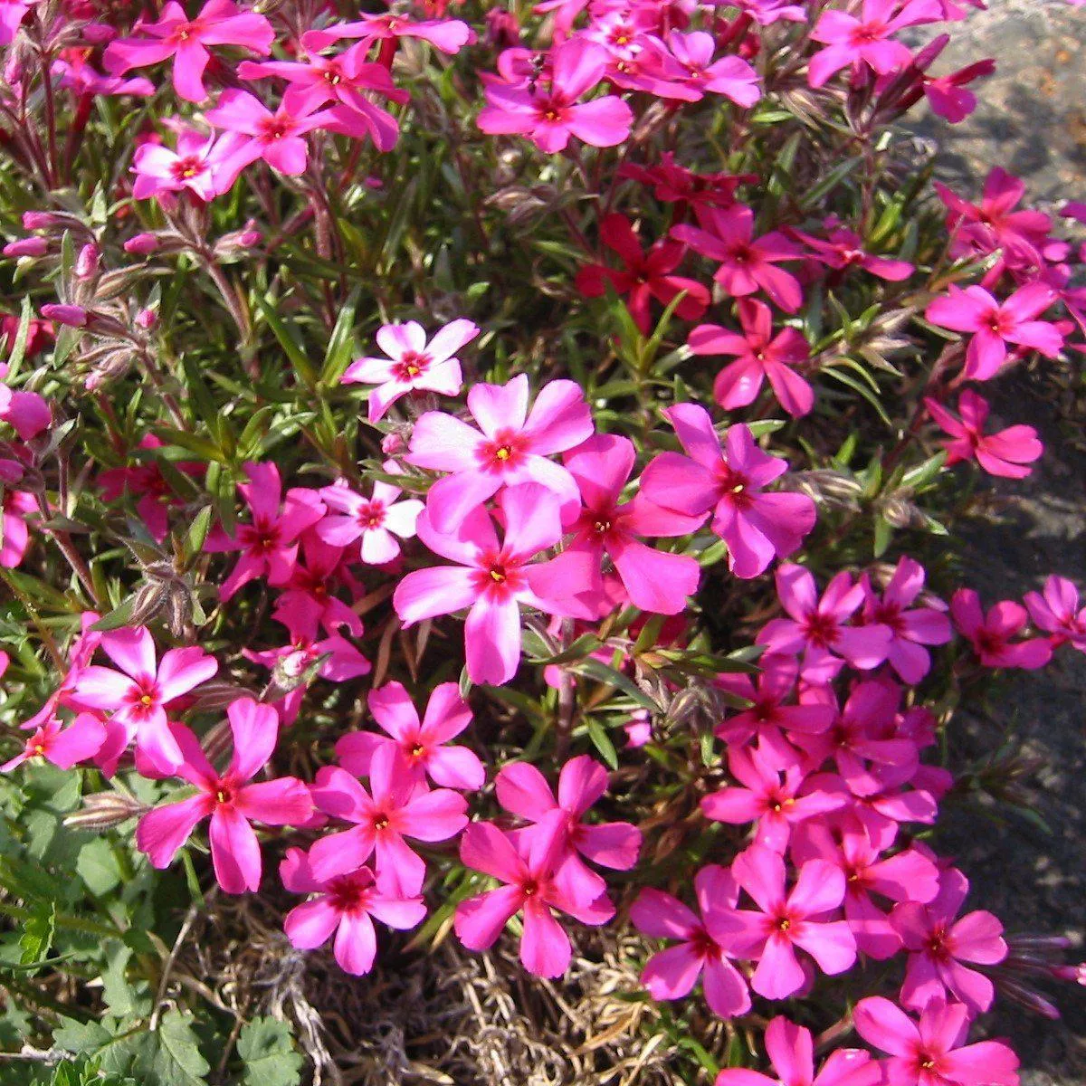 Phlox subulata 'Scarlet Flame'- Scarlet Flame Creeping Phlox