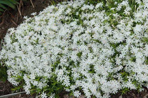 Phlox subulata 'Snowflake' / Creeping Phlox