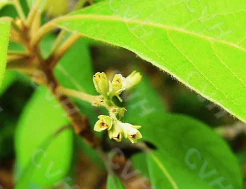 Phoebe sheareri seeds