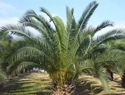 Phoenix canariensis seeds