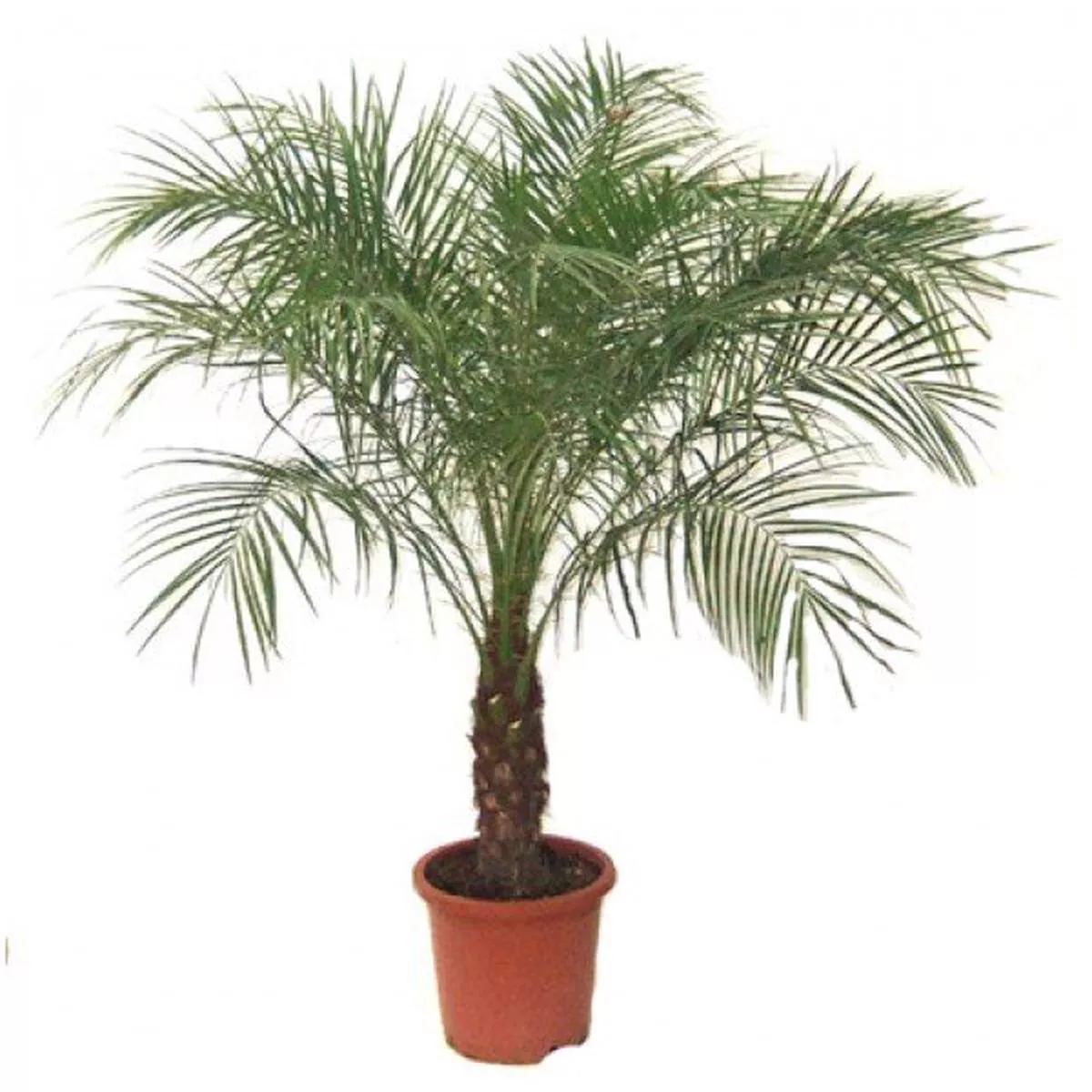 Phoenix roebelenii