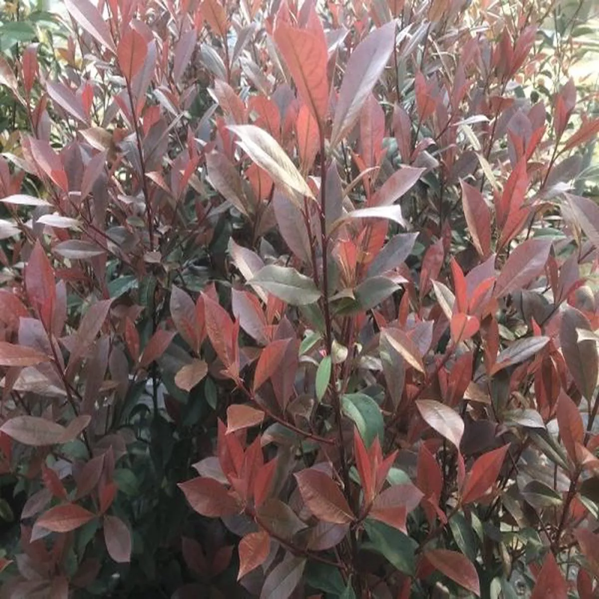 Photinia robusta CompactaChristmas berry