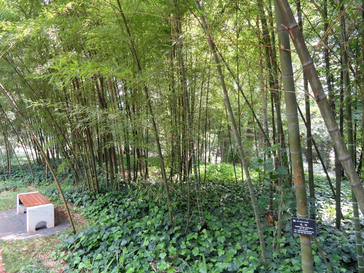 Phyllostachys edulis Seeds - Moso Bamboo
