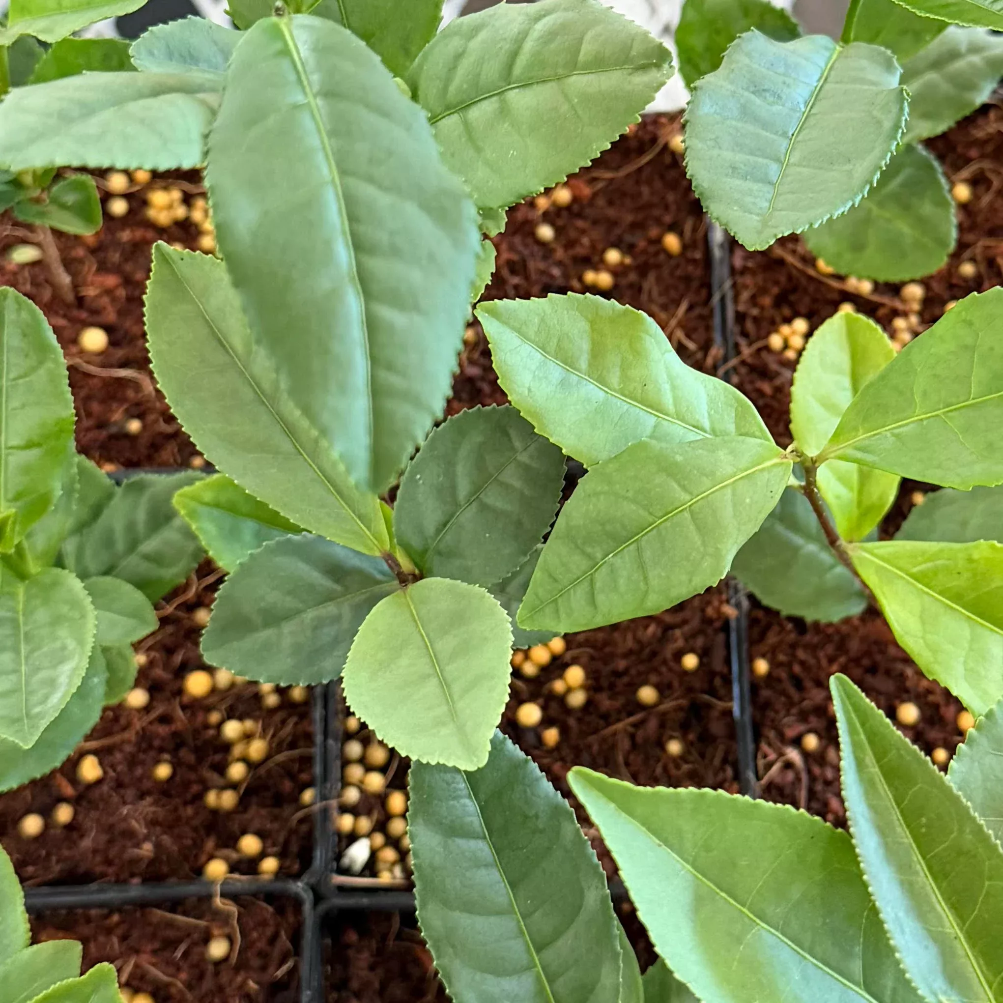 Physalis peruviana 'Poha Berry'