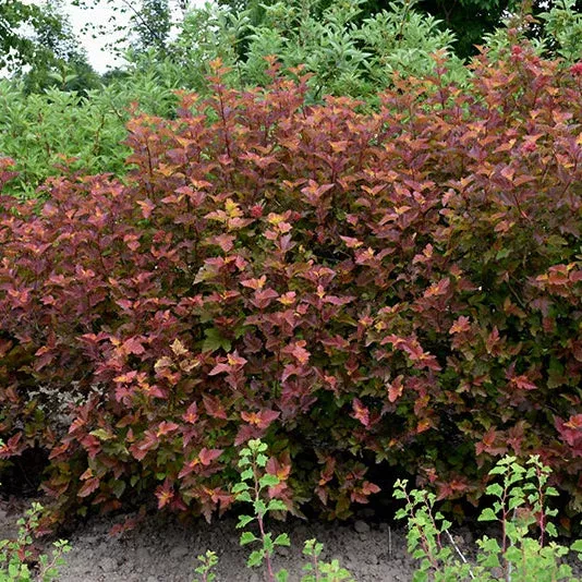 Physocarpus Amber Jubilee - 3 Gallon Pot