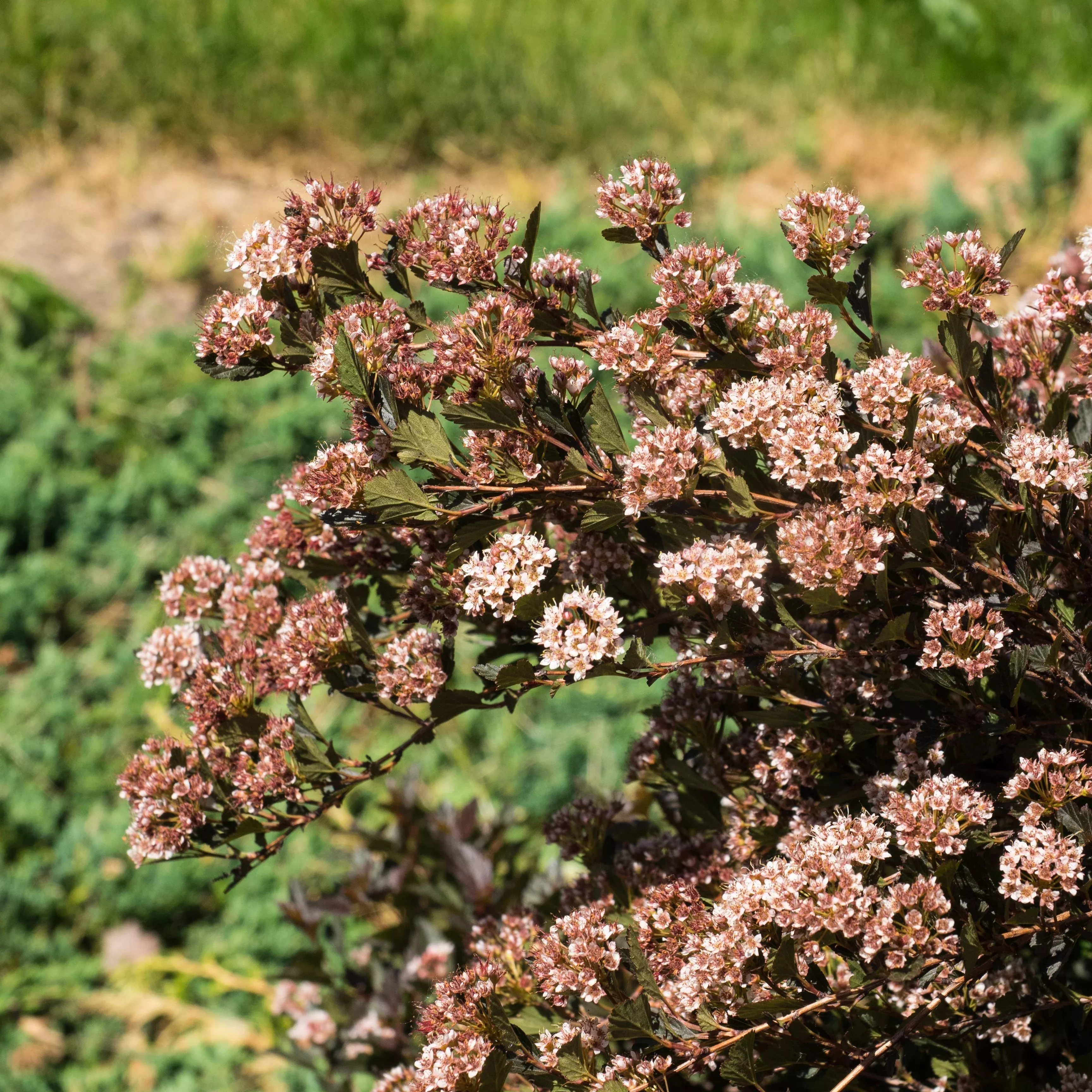Physocarpus opulifolius 'Donna May'- First Editions Little Devil™ Ninebark