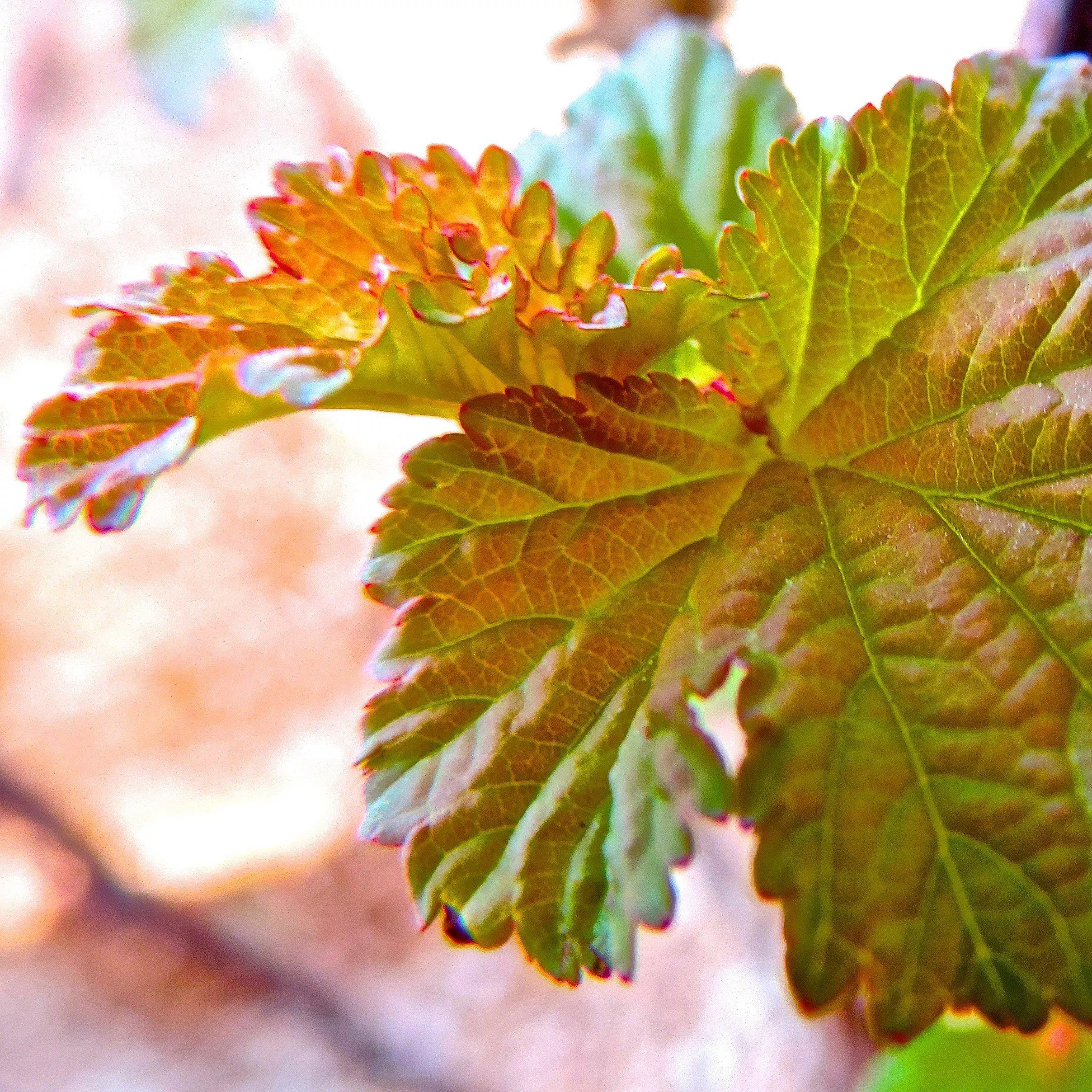 Physocarpus opulifolius 'Jefam'- First Editions Amber Jubilee™ Ninebark