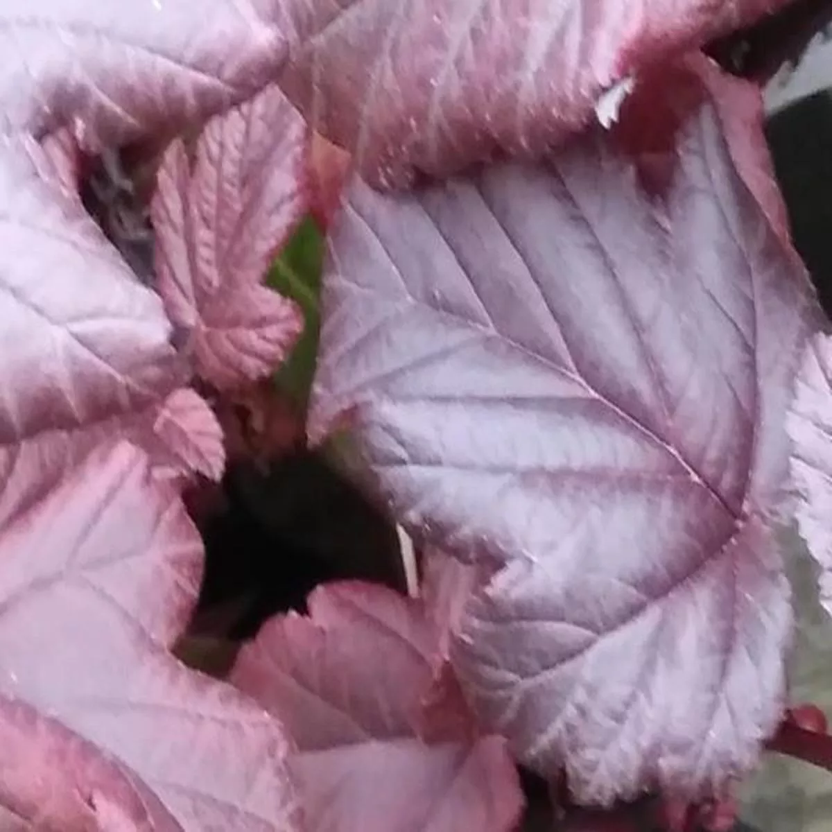 Physocarpus opulifolius Lady in Red