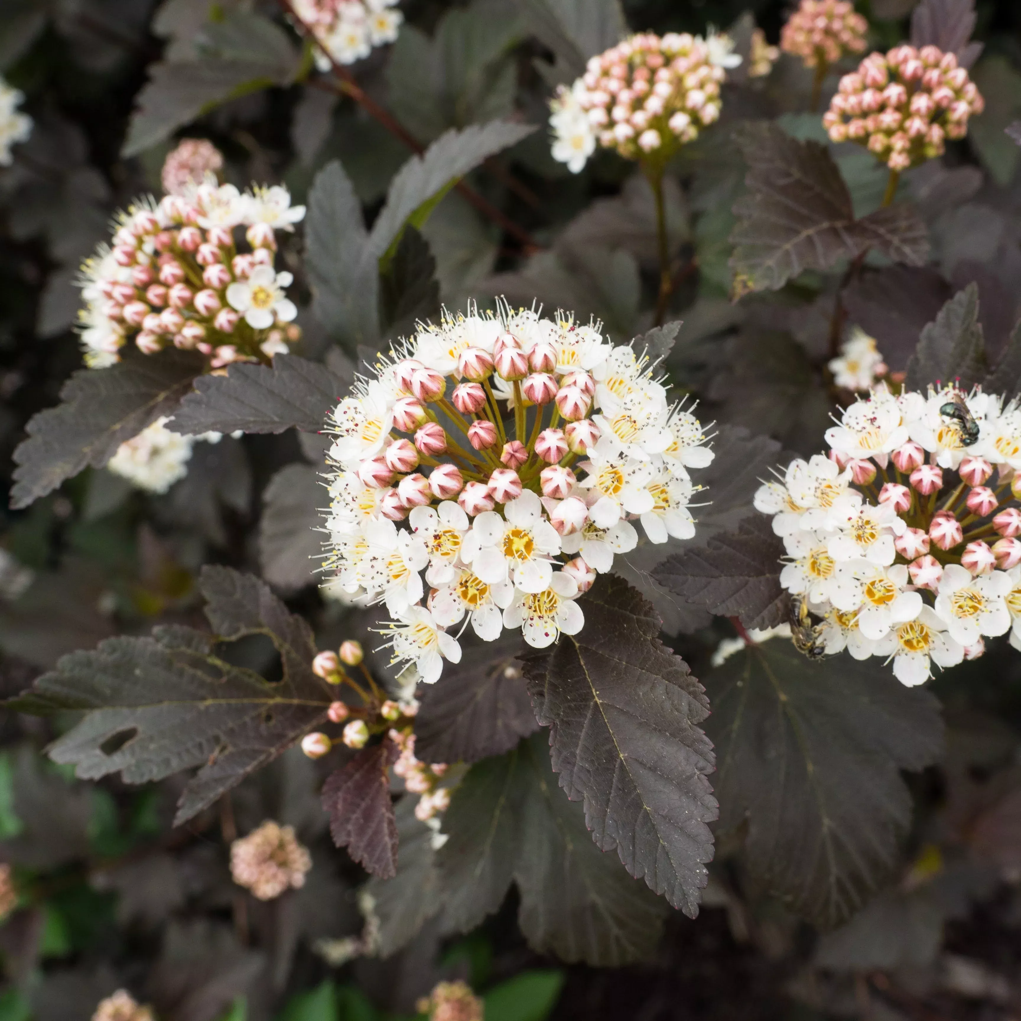 Physocarpus opulifolius 'Monlo'- Diablo Ninebark
