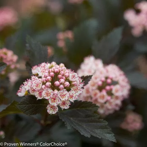 Physocarpus opulifolius 'Seward'- Summer Wine Ninebark