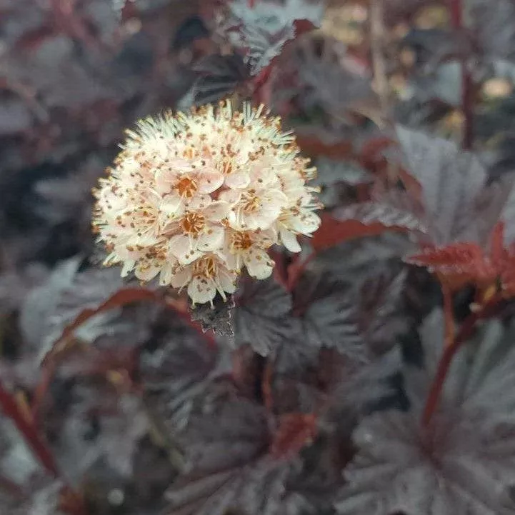 Physocarpus opulifolius 'SMNPMS'- Summer Wine Black Ninebark