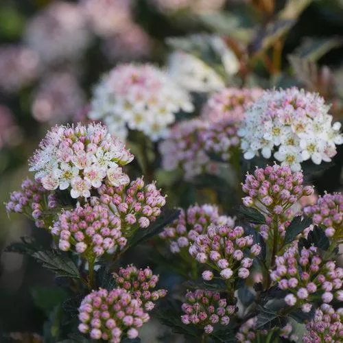 Physocarpus opulifolius 'SMNPOTW'- Tiny Wine Ninebark