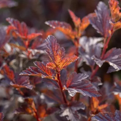 Physocarpus opulifolius 'UMNHarpell' PP30,792- First Editions Fireside Ninebark