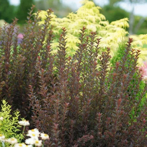Physocarpus Tiny Wine - 2 Gallon Pot