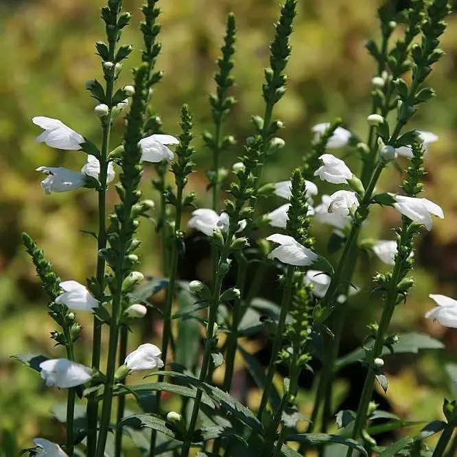 Physostegia virginiana 'Miss Manners'- Miss Manners Obedient Plant