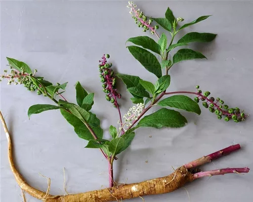 Phytolacca acinosa seeds