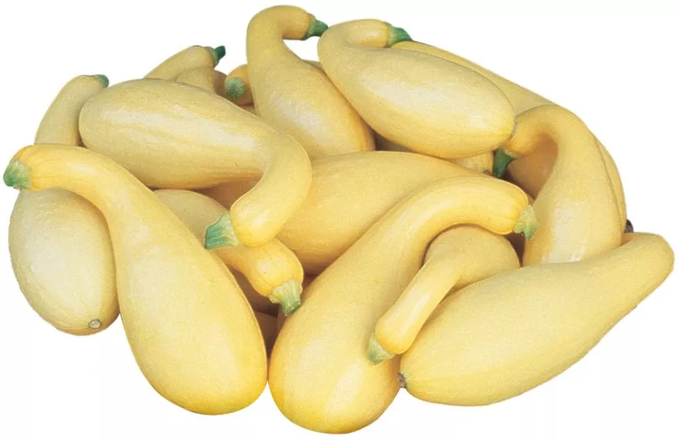 Pic n Pic Squash - 4" pot