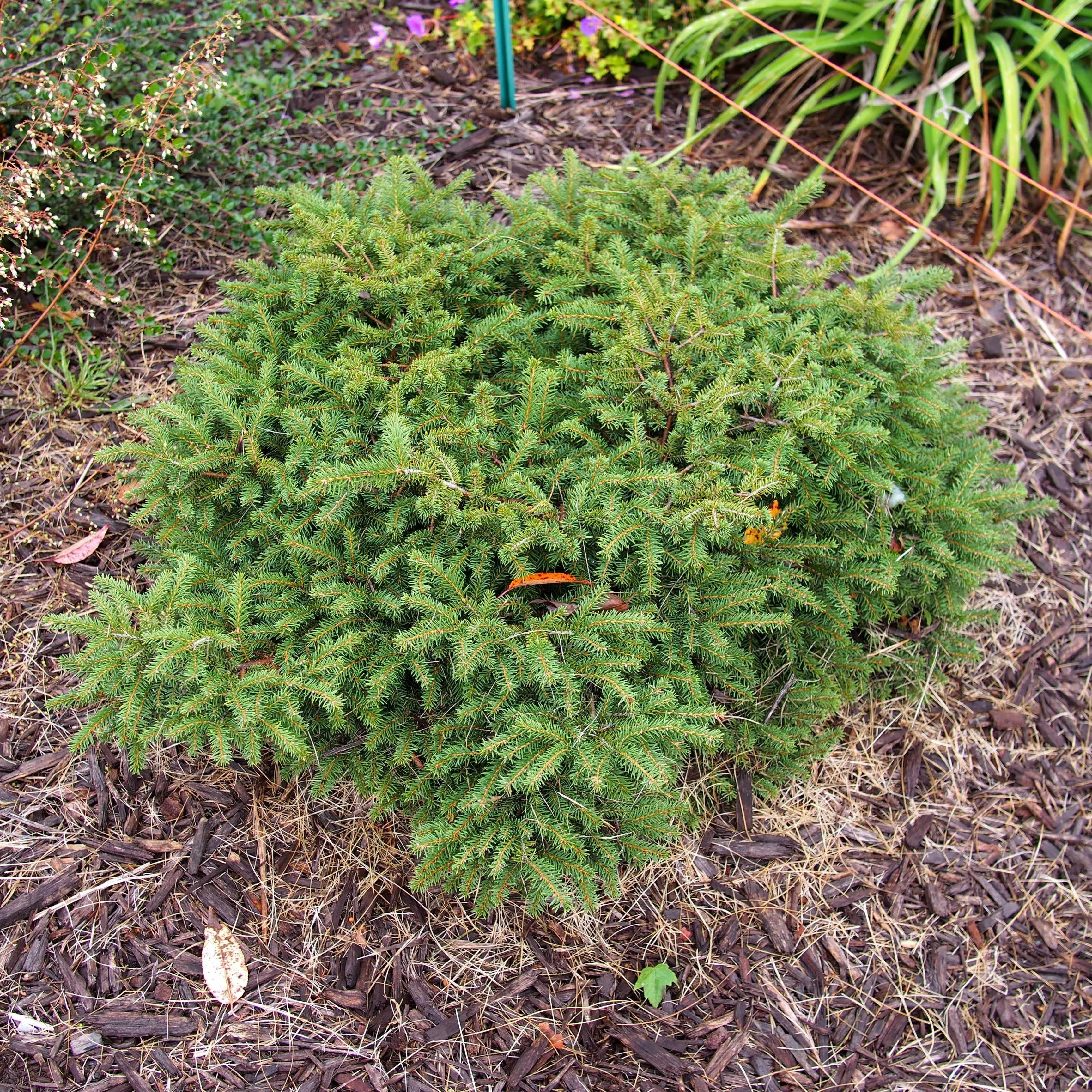 Picea abies 'Nidiformis'- Bird's Nest Spruce