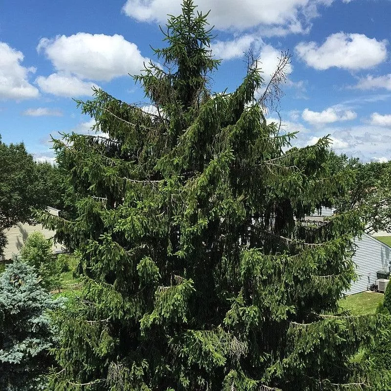 Picea abies- Norway Spruce
