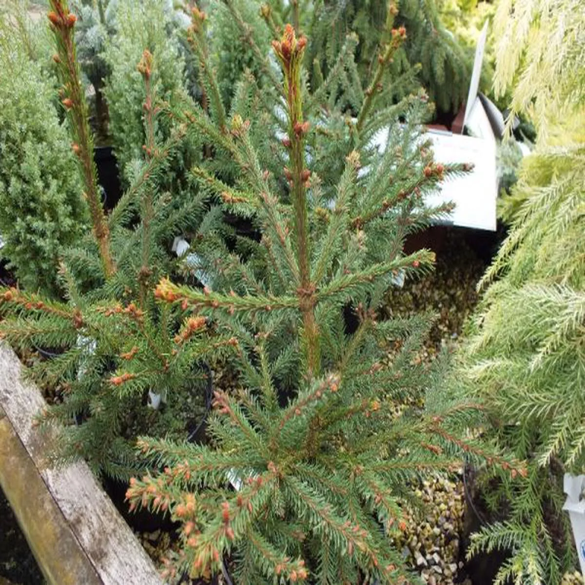 Picea abies RydalNorway spruce