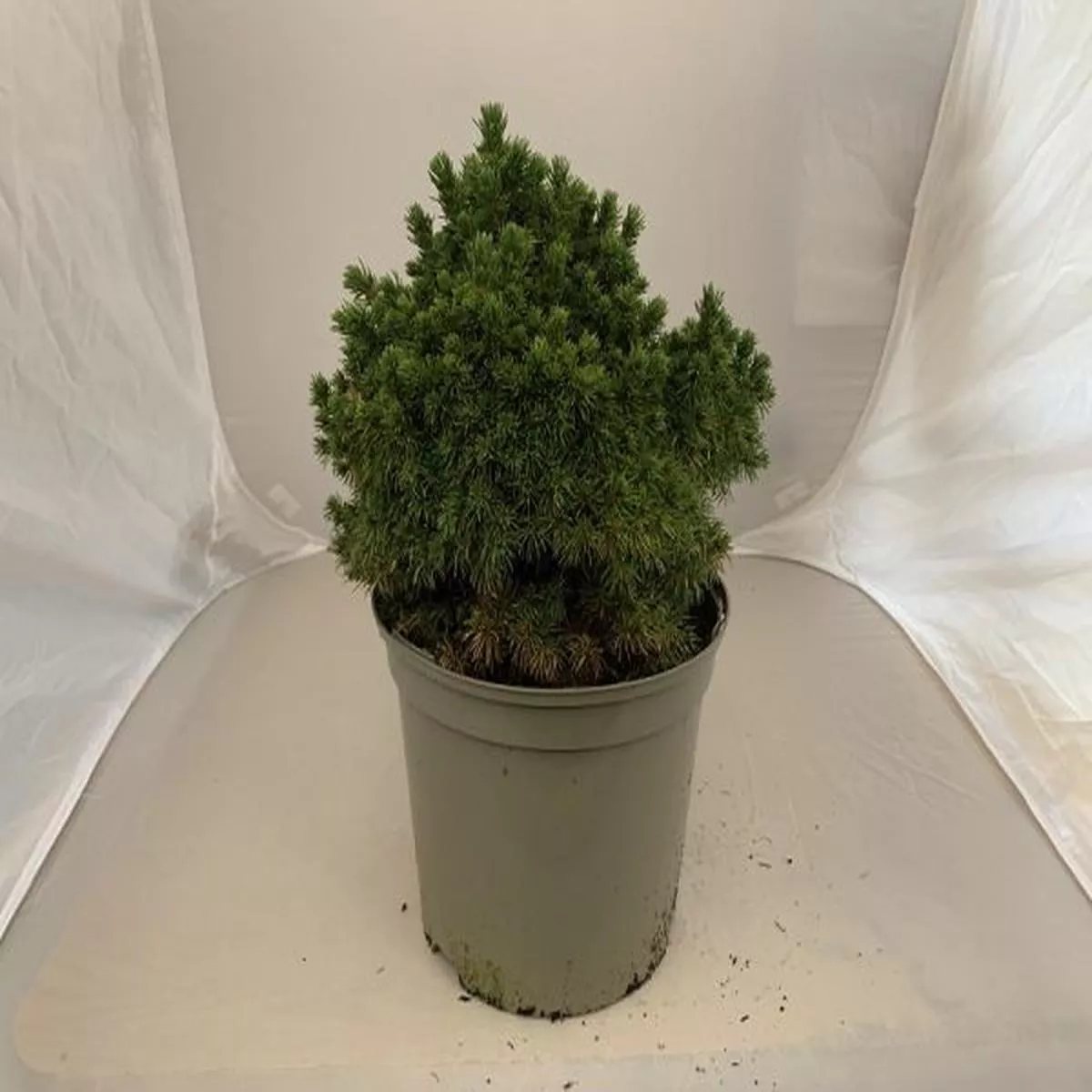 Picea glauca Alberta GlobeAlberta spruce