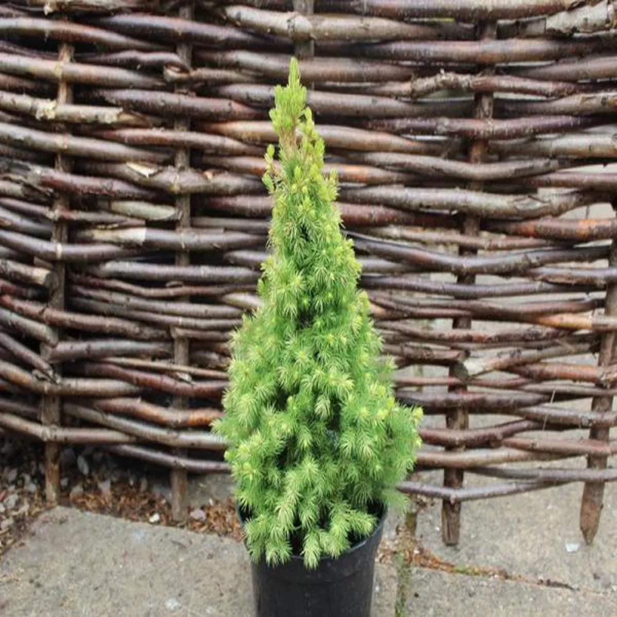 Picea glauca Maygold 5LAlberta spruce
