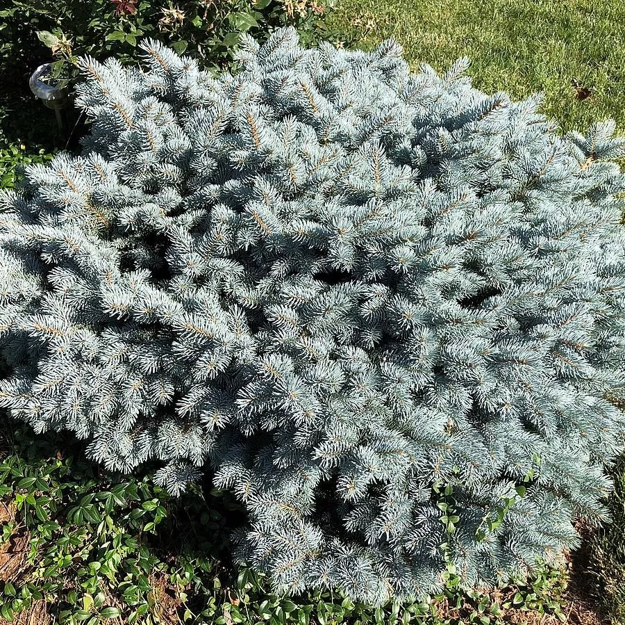 Picea pungens 'Globosa'- Globe Blue Spruce