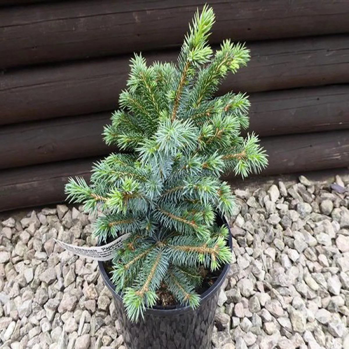 Picea sitchensis Papoosespruce