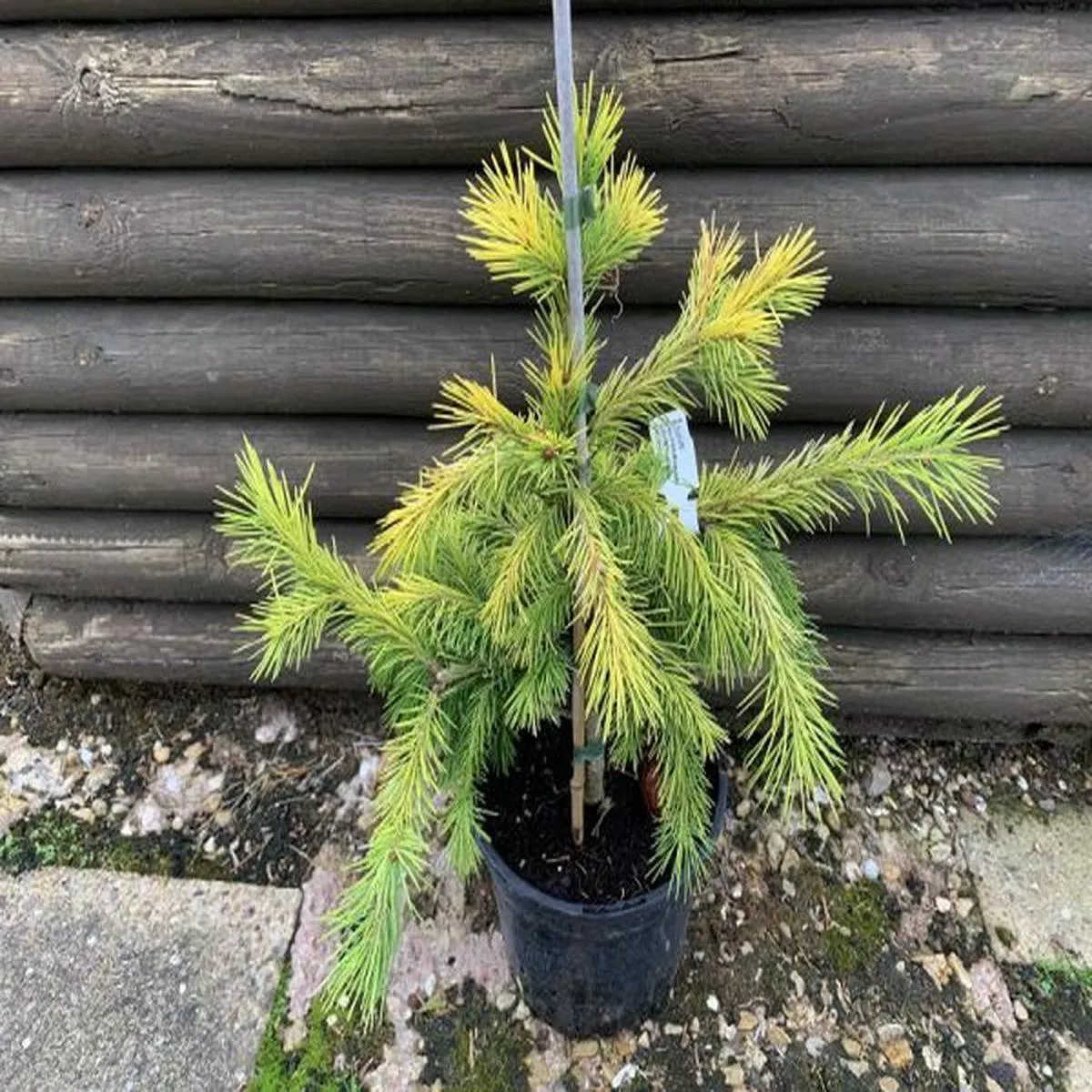 Picea smithiana AureaHimalayan Spruce