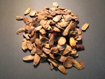 Picralima Nitida (Akuamma) Seed
