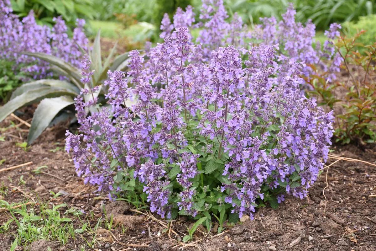 Picture Purrfect Catmint