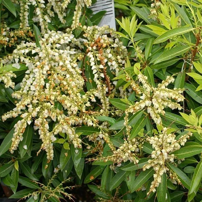 Pieris japonica 'Brouwer's Beauty'- Brouwer's Beauty Pieris