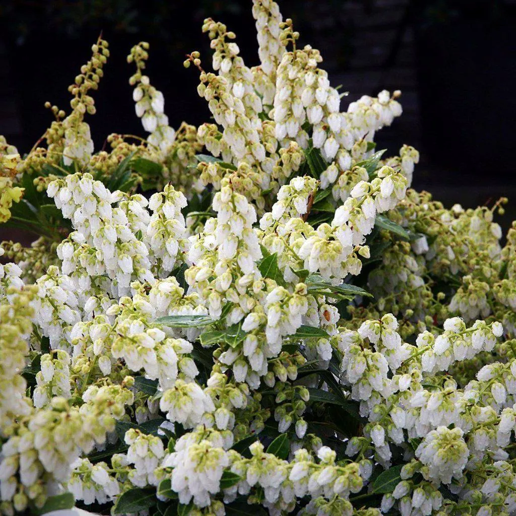 Pieris japonica 'Cavatine'- Cavatine Pieris