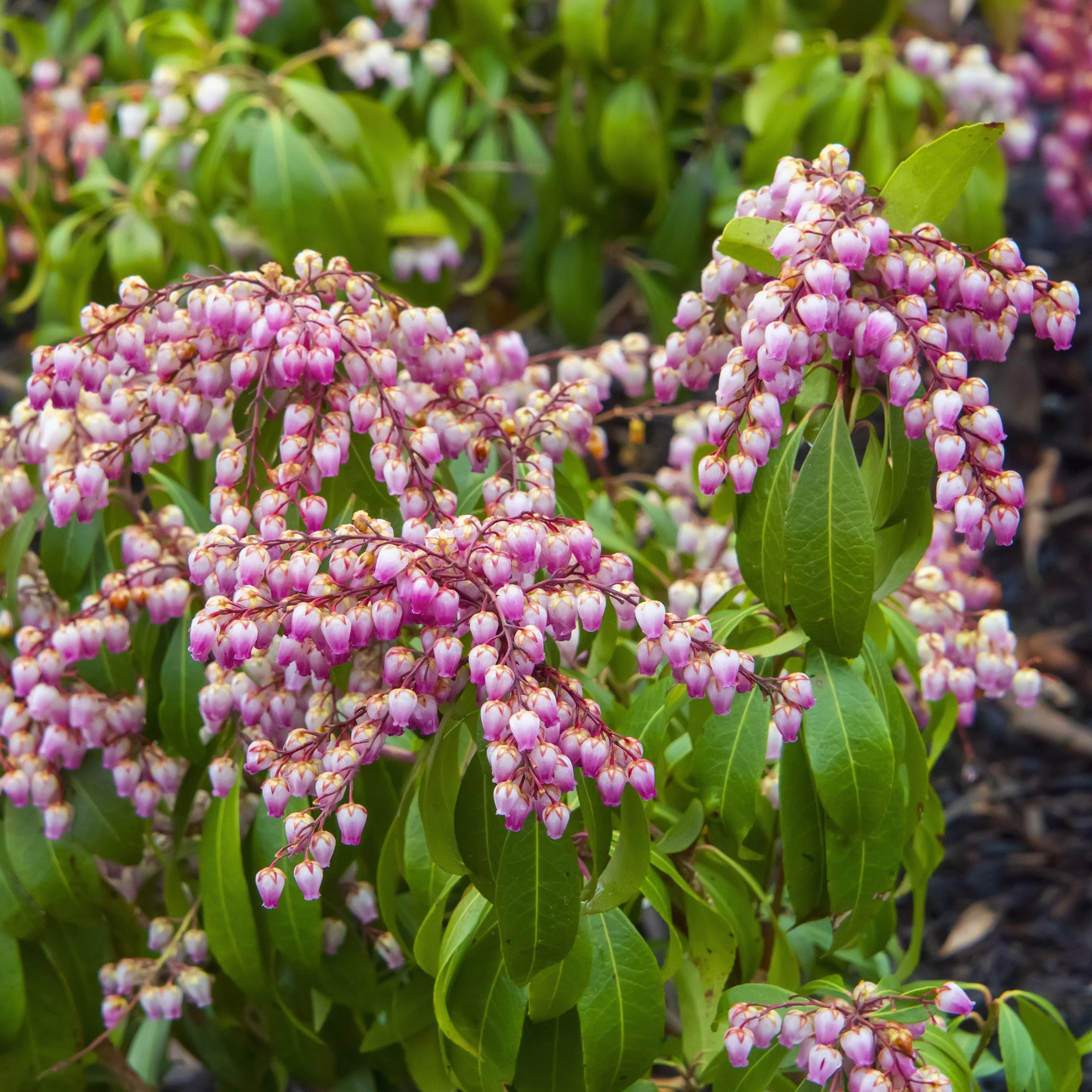 Pieris japonica 'Katsura'- Katsura Pieris