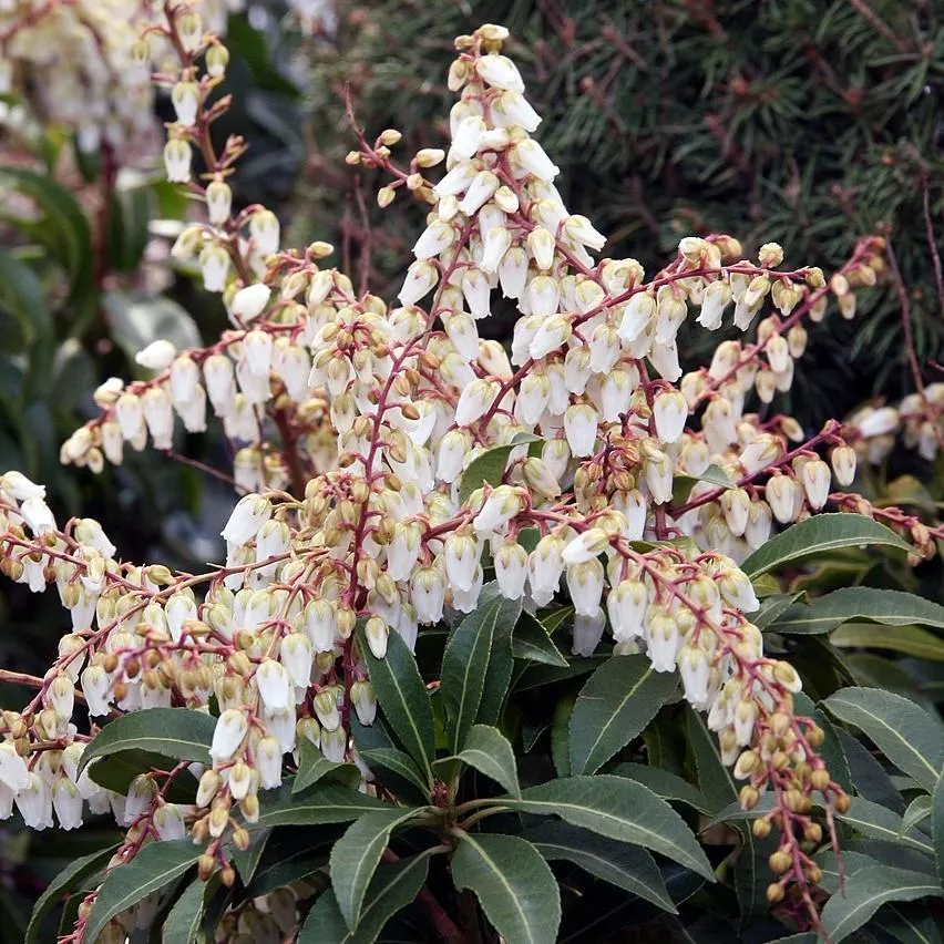 Pieris japonica 'Mountain Fire'- Mountain Fire Pieris