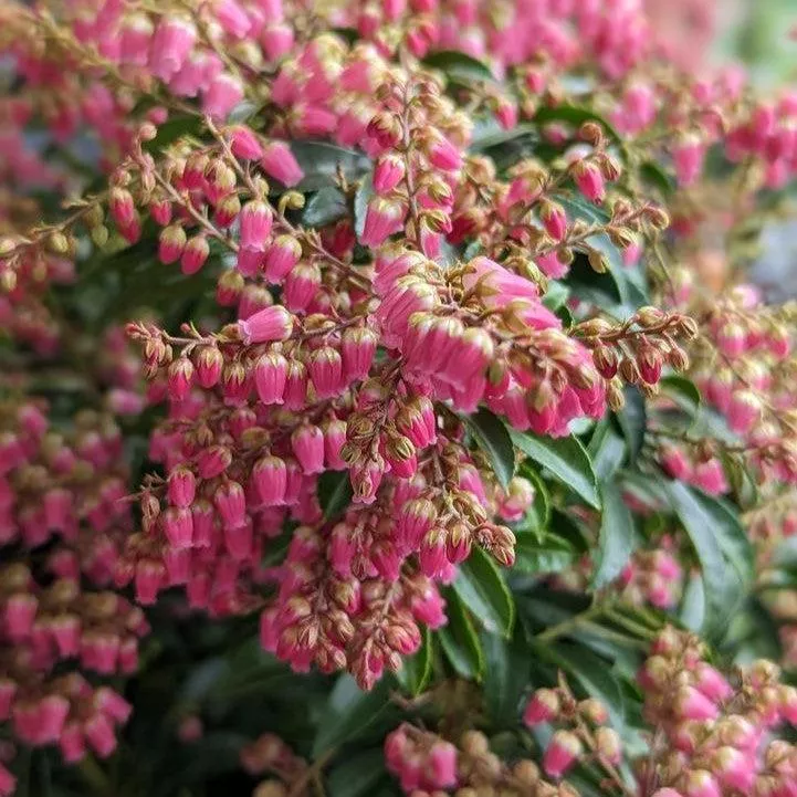 Pieris japonica 'Passion'- Passion Party™ Passion Pieris