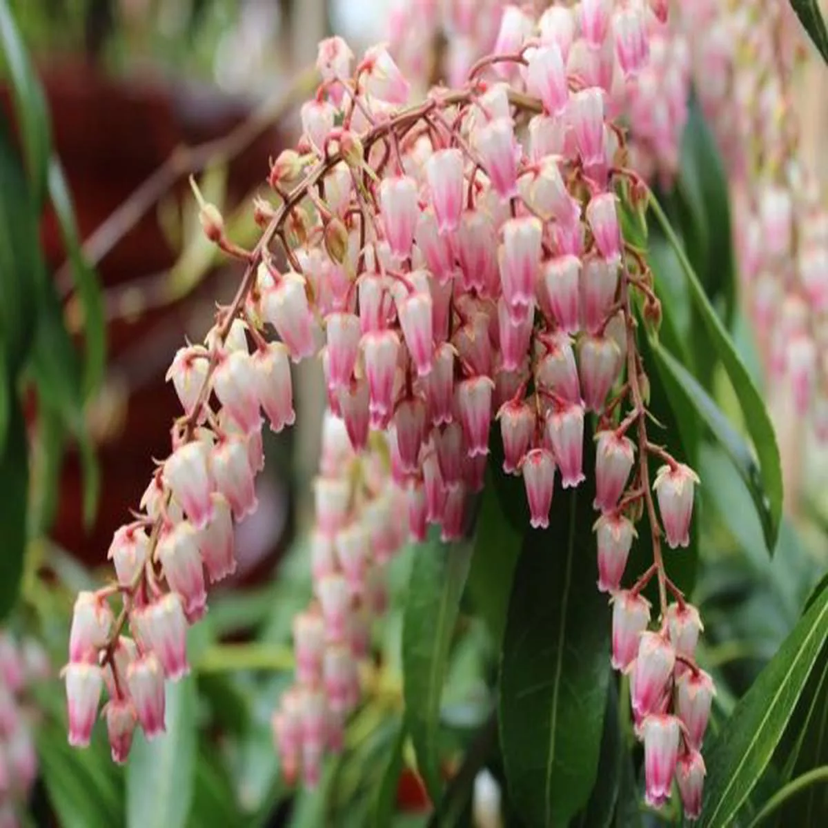 Pieris japonica Pink Delight