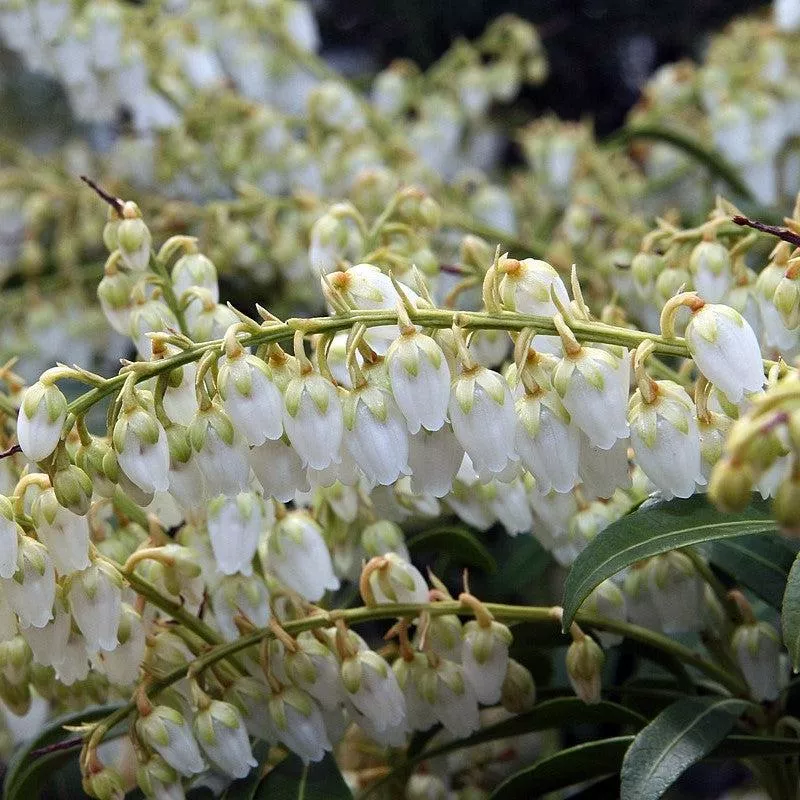 Pieris japonica 'Purity'- Purity Andromeda