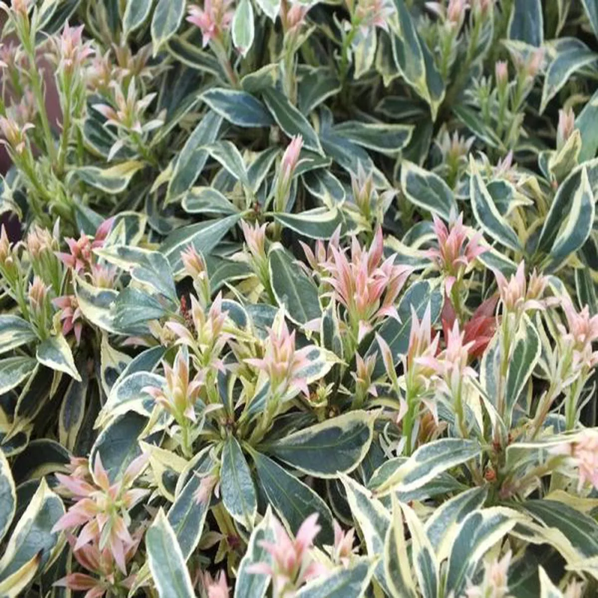 Pieris japonica White Rim