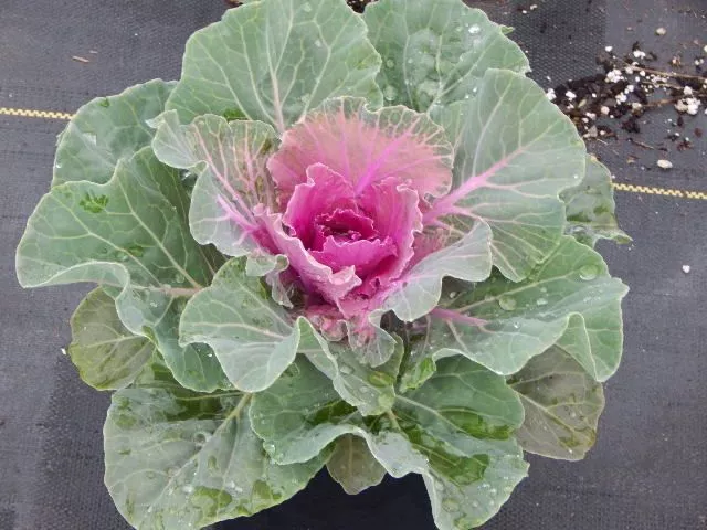 Pigeon Red Ornamental Kale