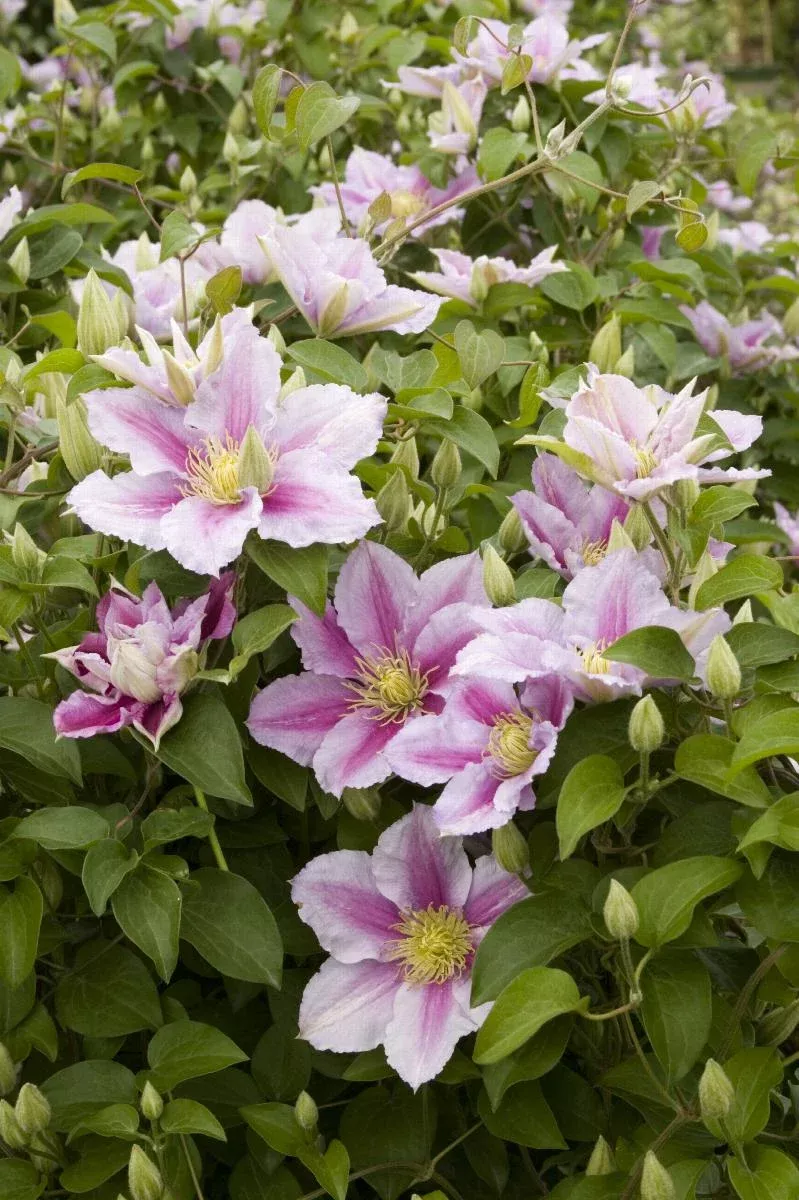 Piilu Clematis Vine