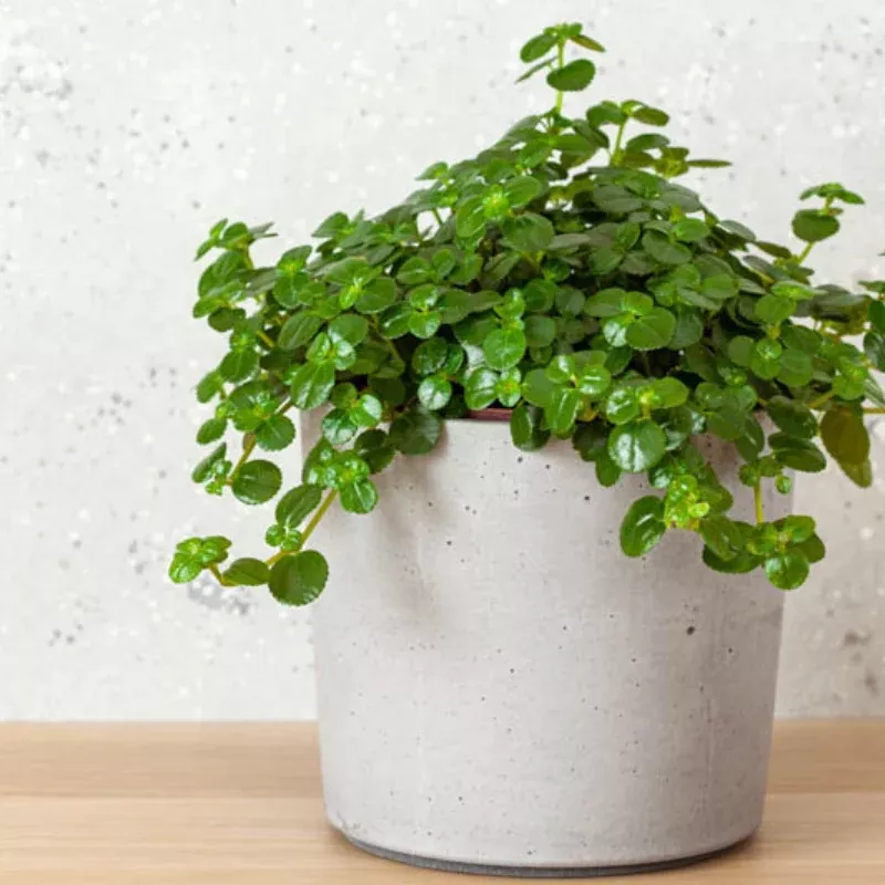 Pilea Baby Tears Plant Plug (Pilea depressa) – Delicate Trailing Houseplant – Perfect for Terrariums & Small Spaces