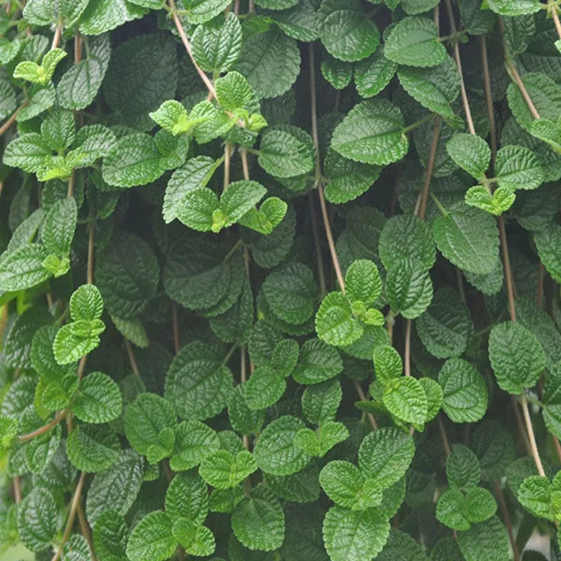Pilea Creeping Charlie Plant Plug (Pilea nummulariifolia) – Lush Groundcover with Creeping Growth and Decorative Appeal