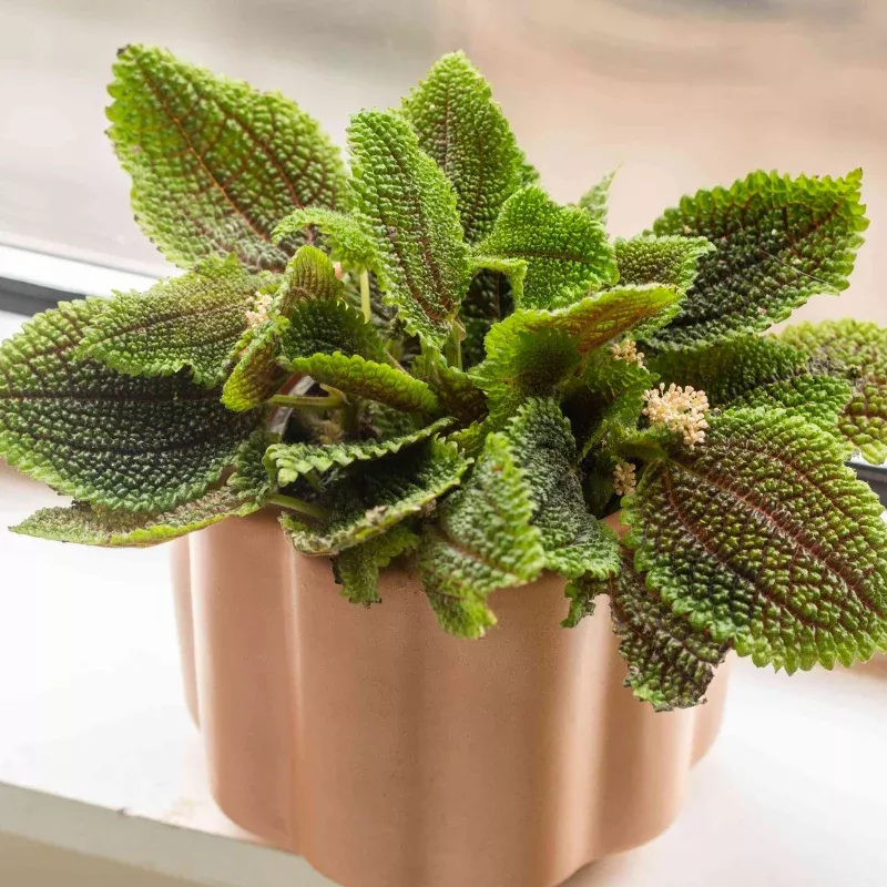 Pilea Moon Valley Plant Plug (Pilea involucrata 'Moon Valley') – Unique Textured Foliage with Green and Bronze Hues