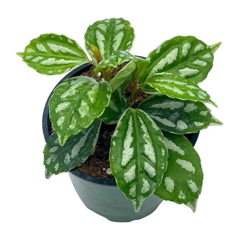 PILEA WATERMELON