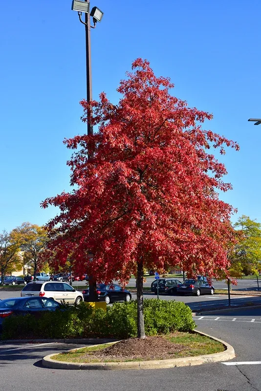 Pin Oak - Quercus palustris - 15 Gallon Potted Tree