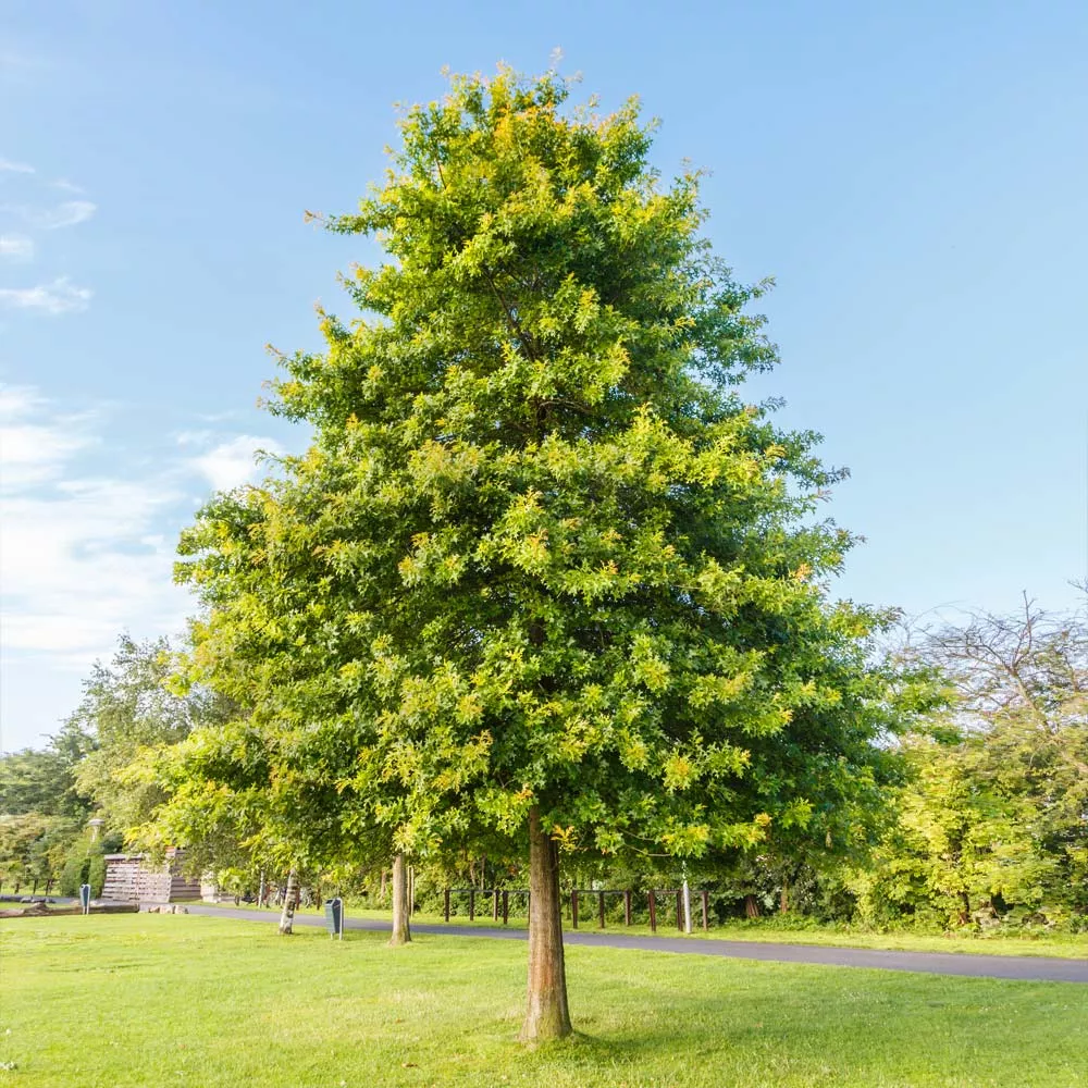 Pin Oak Tree