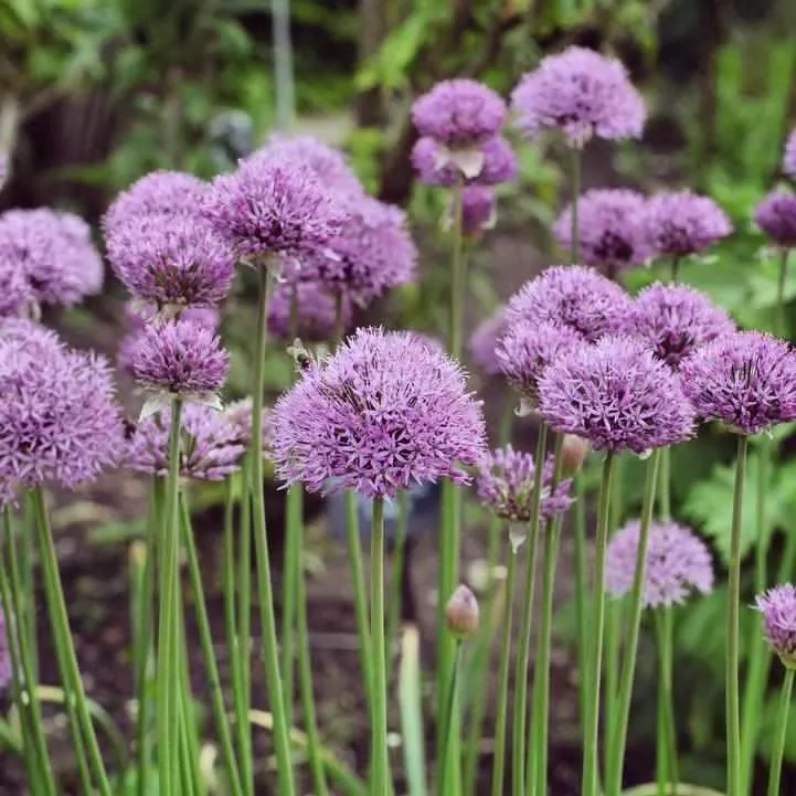Pinball Wizard Flowering Onion