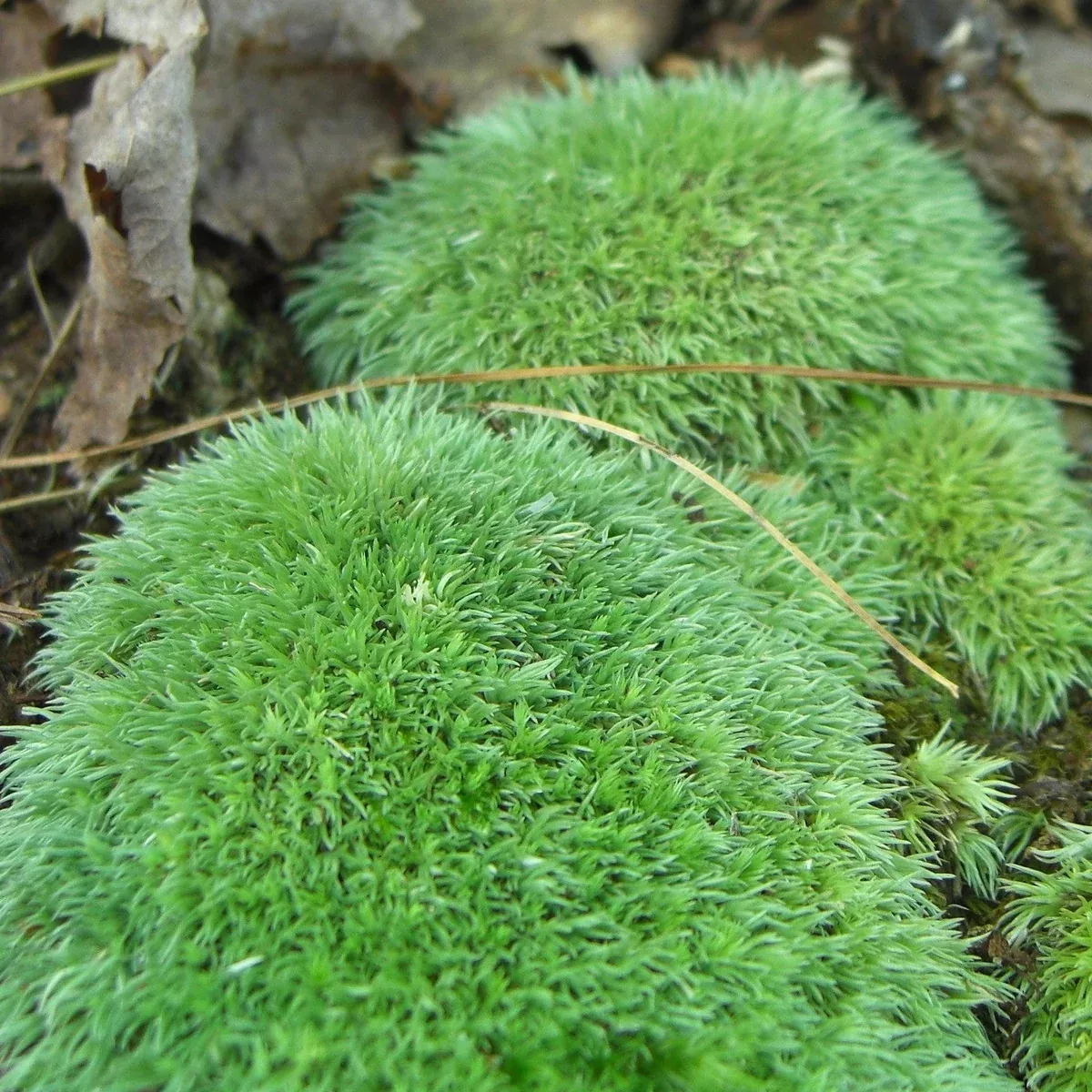 Pincushion Moss (Leucobryum glaucum) – Live Moss for Terrariums, Vivariums, and Reptile Habitats
